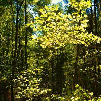 2024年秦岭陕西段森林覆盖率目标为85%以上